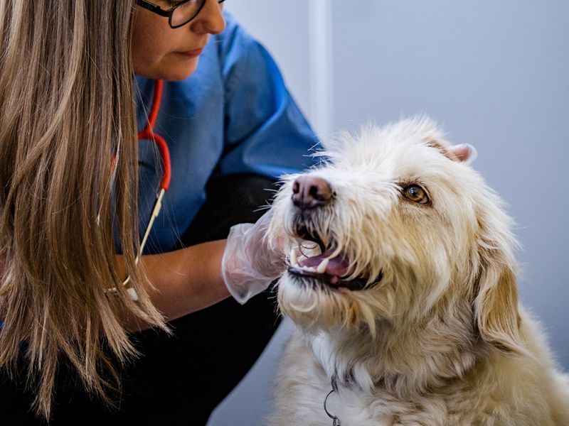 Cheap sales dog veterinarian